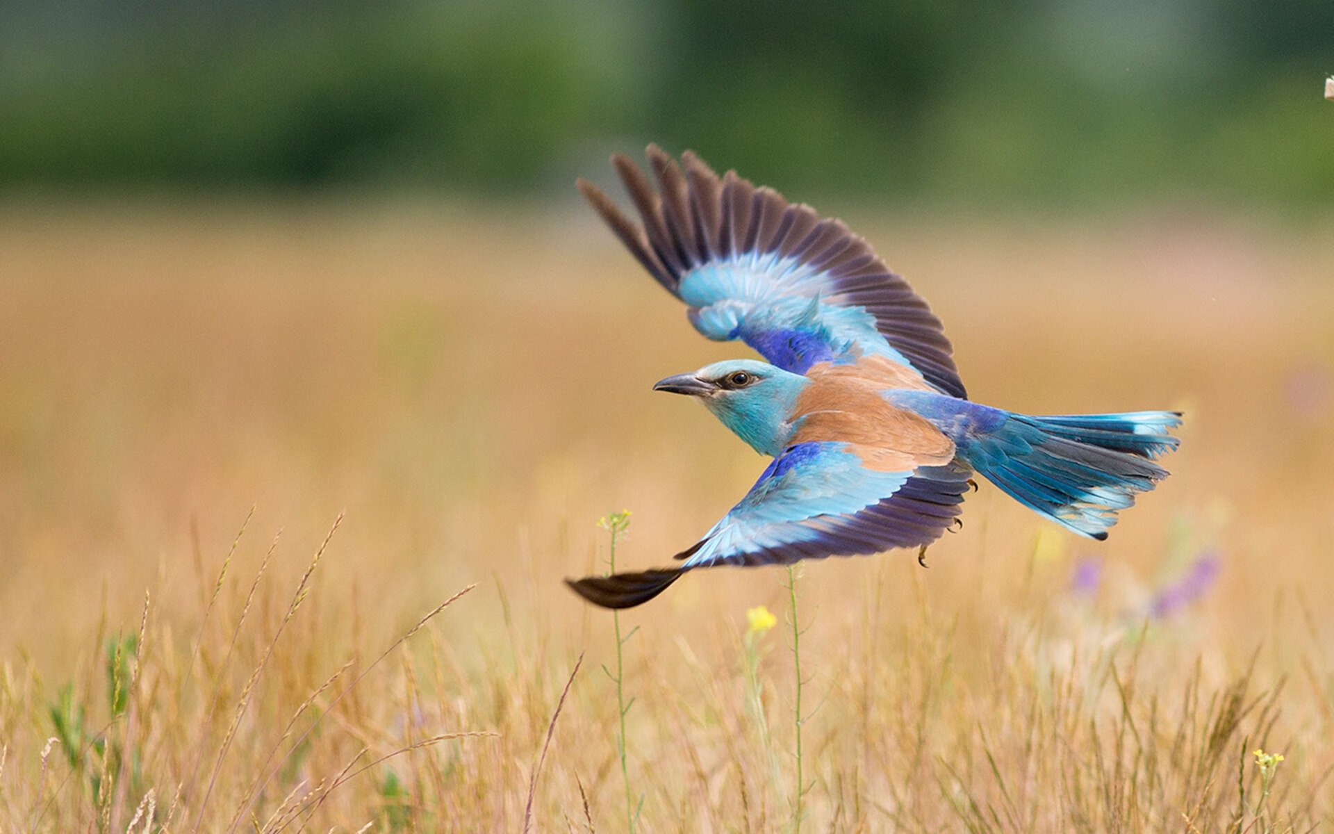 裁判、大脑与国王，在丹佛高原，约基奇如何用他的时间统治比赛
