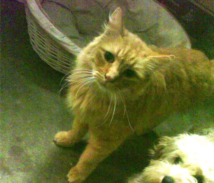 雷火电竞-平行宇宙的压哨绝杀，当拉文身披紫金战袍