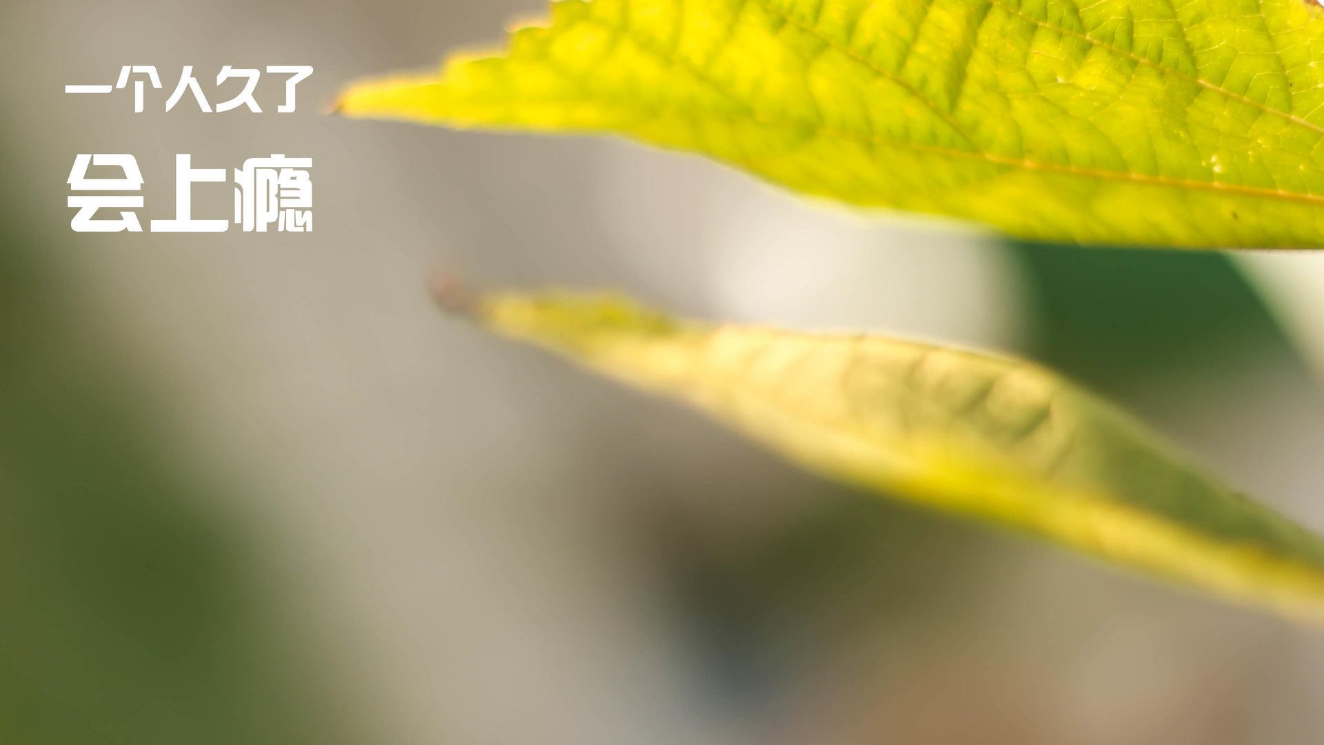 雷火电竞网址-虚拟绿茵决胜负，格纳布里现实爆发，中国云主场决胜局逆转曼城