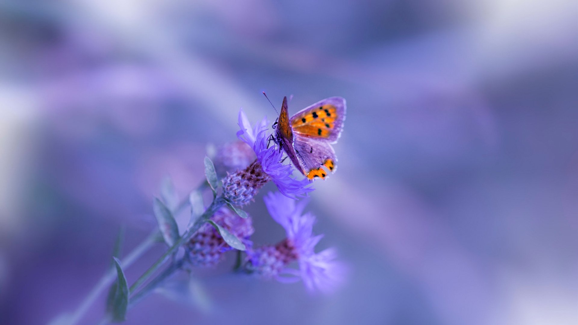 寒夜王座,凯恩加冕,亚特兰大制霸苏格兰之夜