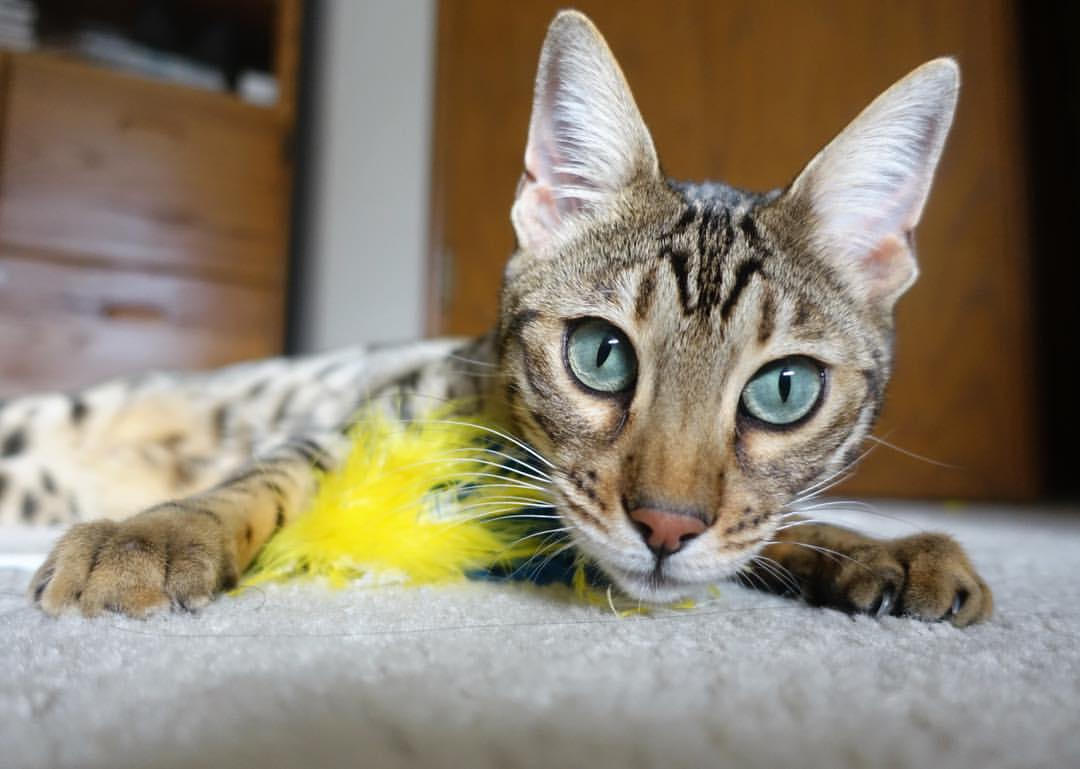 雷火电竞充值-欧陆大脑撞上高原雄鹰，若日尼奥成胜负手，玻利维亚强势拿下马里