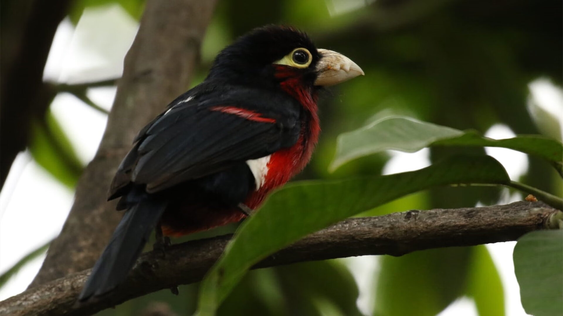 平行时空的篮球血战,当勒布朗·詹姆斯率凯尔特神话血拼越国后裔浙江队