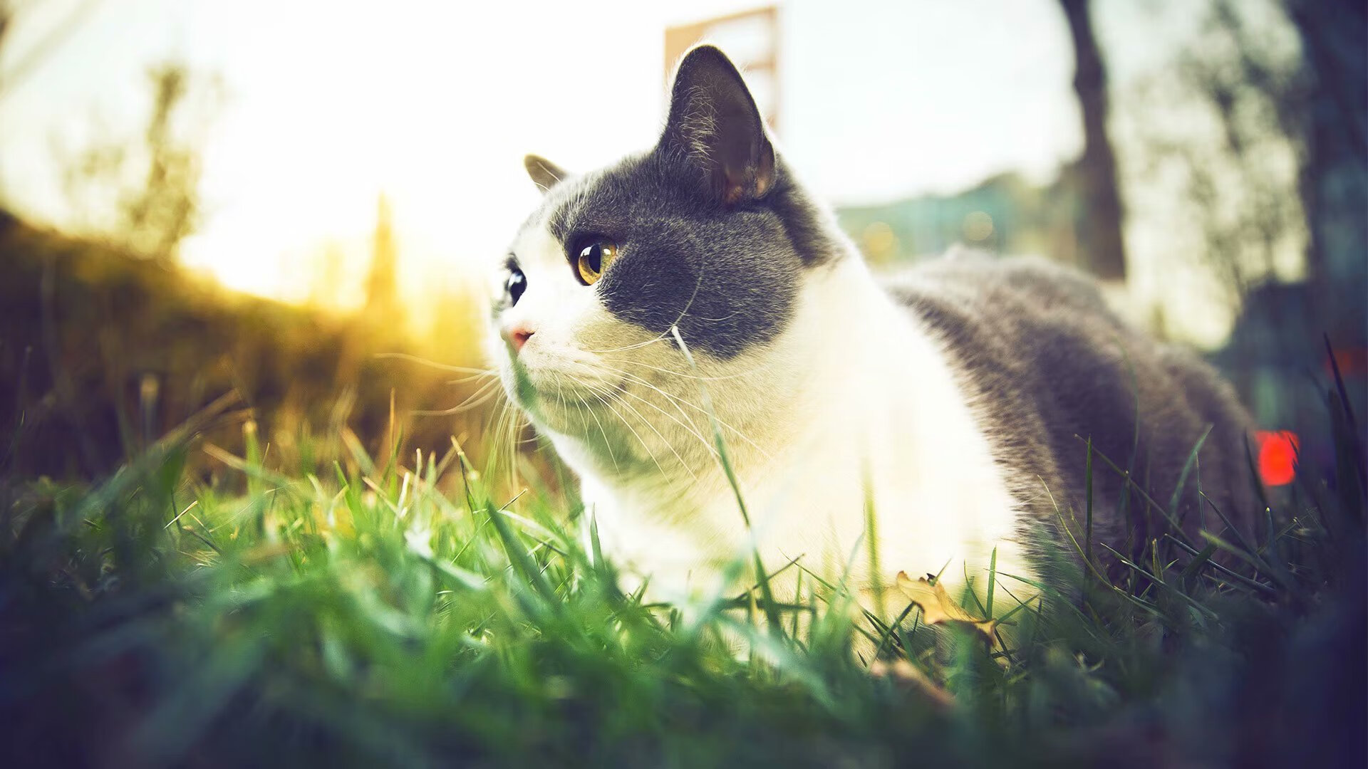 跨界启示,当哥斯达黎加横扫国际米兰的战术照亮NBA总决赛的舞台