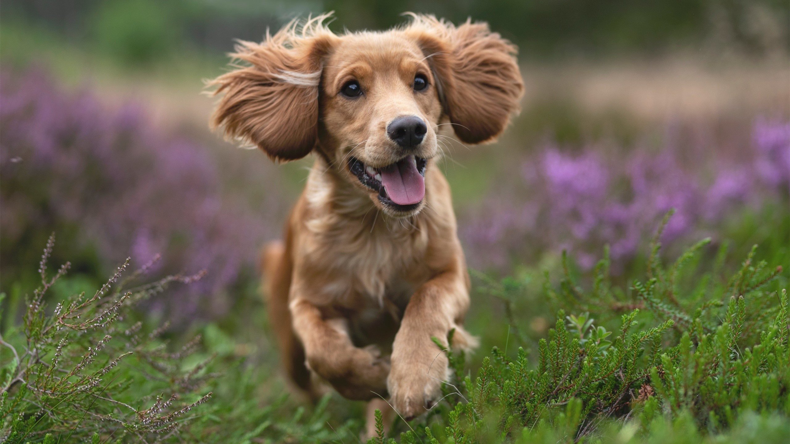 雷火电竞下载-以一敌三，残阵中迸发的战神光芒—记苏亚雷斯年度焦点之夜的压制级统治