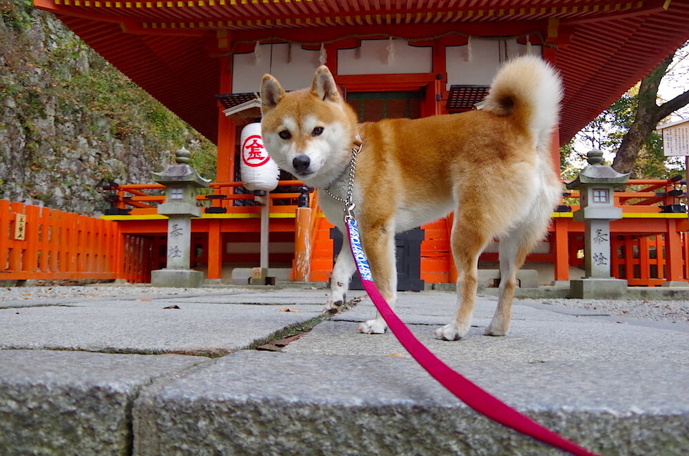 雷火电竞亚洲先驱-美加墨不眠夜，他谋杀了所有悬念